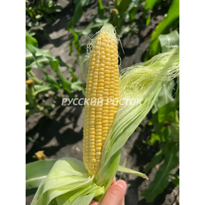 СВ 1446 СД