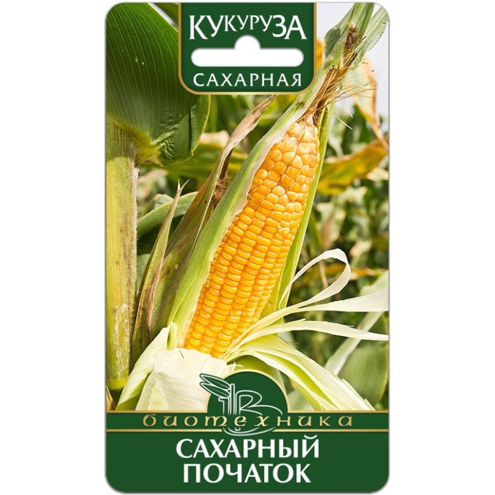 САХАРНЫЙ ПОЧАТОК