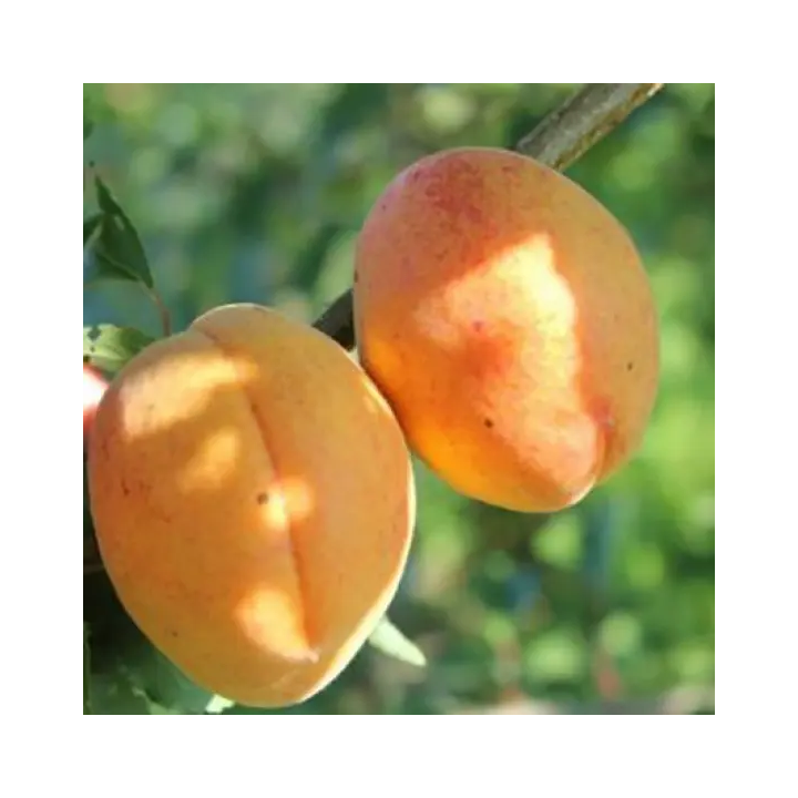 АНАНАСНЫЙ ЦЮРУПИНСКИЙ