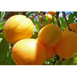 КУНАЧ