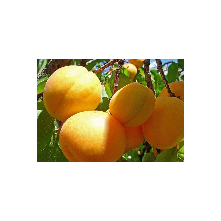 КУНАЧ