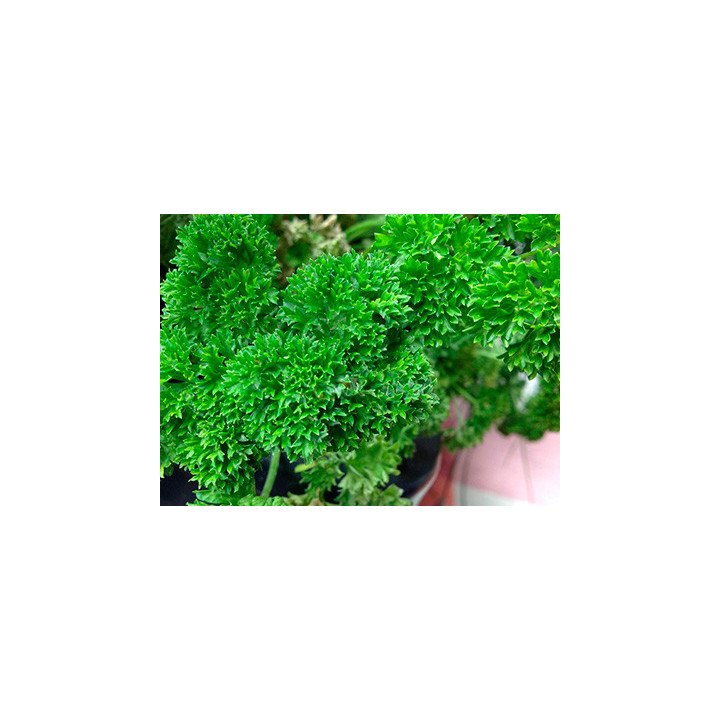 КУЧЕРЯВЕЦ
