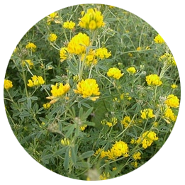 ПАВЛОВСКАЯ 7