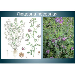 ЕЛИЗАВЕТА