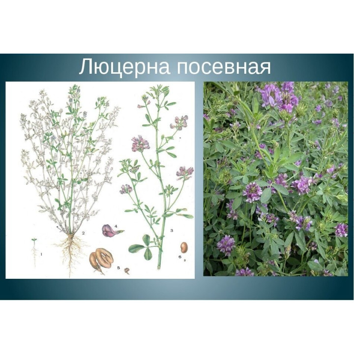ЕЛИЗАВЕТА