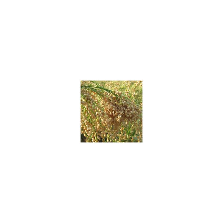 КРУПНОСКОРОЕ