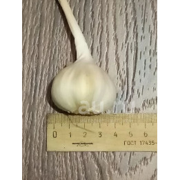 УРАЛЕЦ