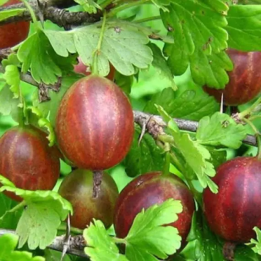 АВАНГАРД