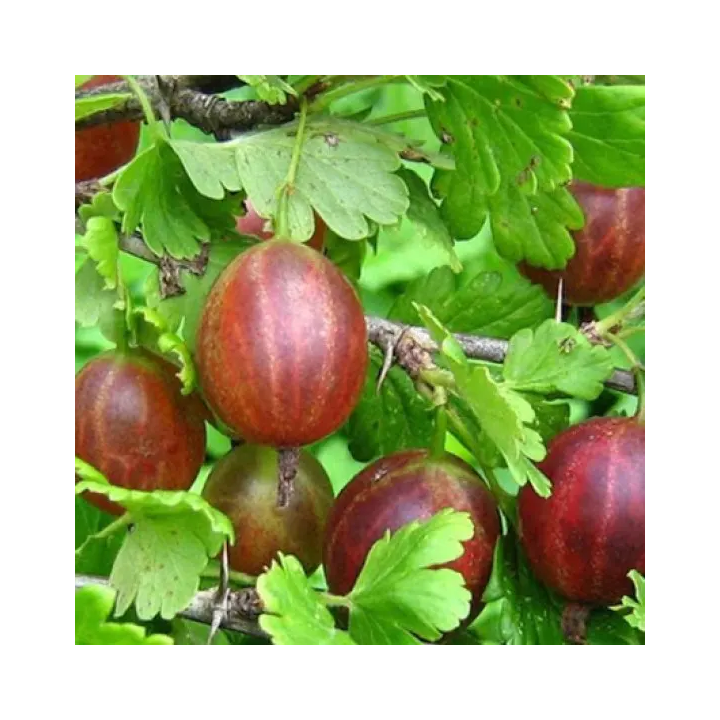 АВАНГАРД