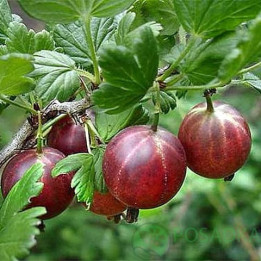 АРИСТОКРАТ