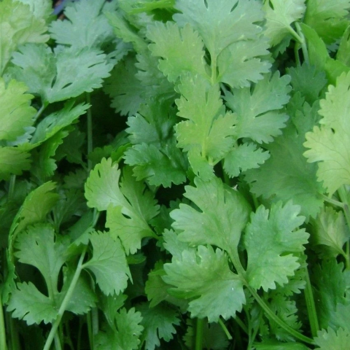 КУБАНСКИЙ
