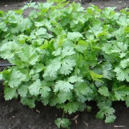 МАРИНО