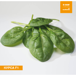 КУРСА