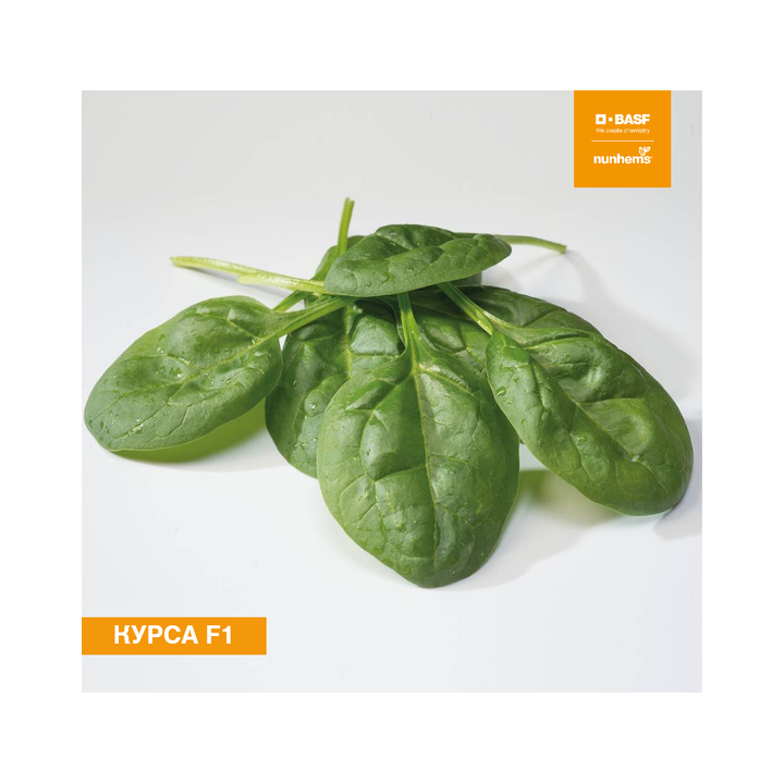 КУРСА