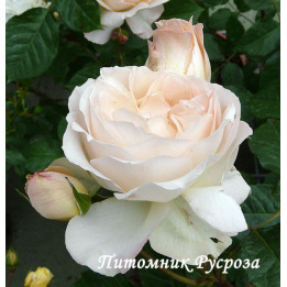 СЦХ 01626