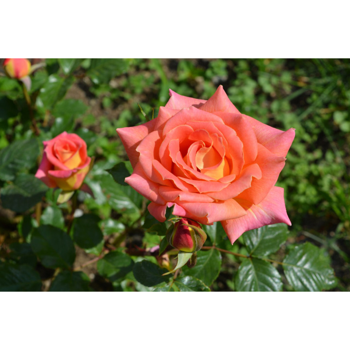 МЕЧТА