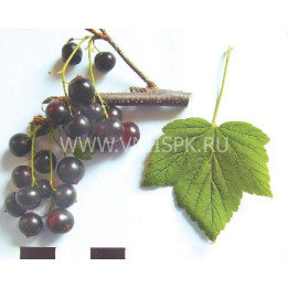 Сюрприз Елсаковой