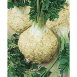МАКСИМУС