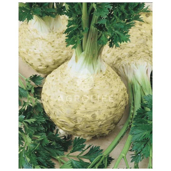 МАКСИМУС