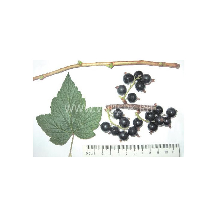Чаровница