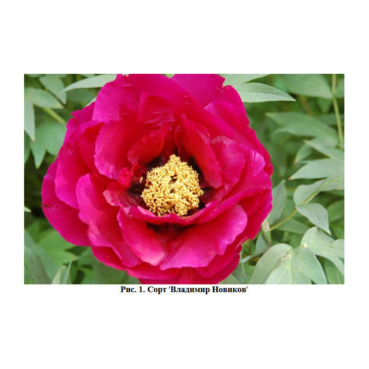 ВЛАДИМИР НОВИКОВ