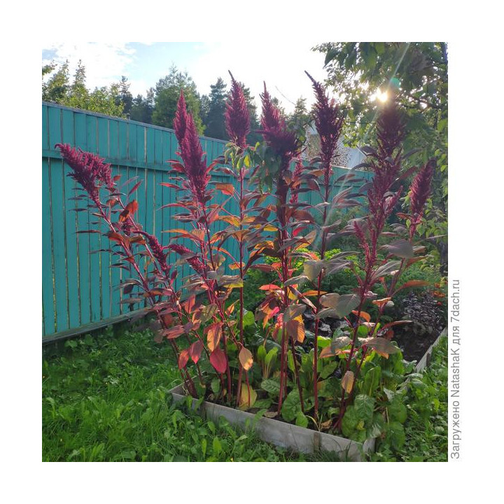 РУБИНОВЫЙ БУКЕТ