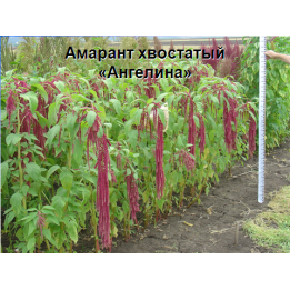 АНГЕЛИНА