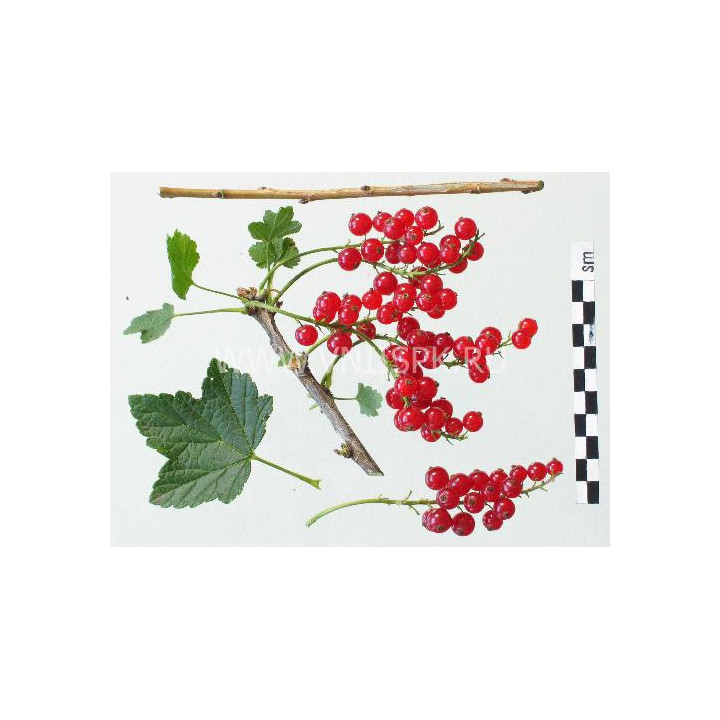 Валентиновка