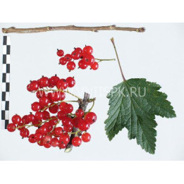Голландская красная (Hollandische Rote, Prins Albert)
