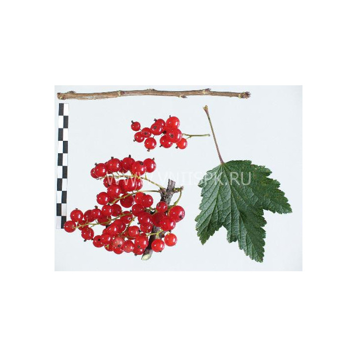 Голландская красная (Hollandische Rote, Prins Albert)