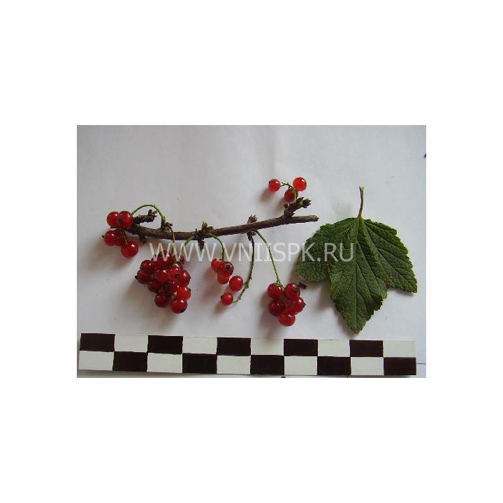 Заря Заполярья