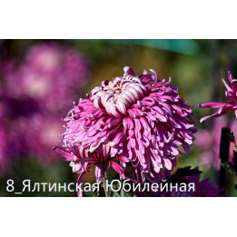 ЯЛТИНСКАЯ ЮБИЛЕЙНАЯ