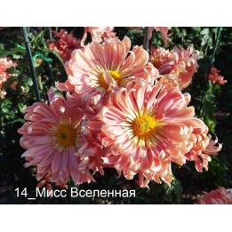 МИСС ВСЕЛЕННАЯ
