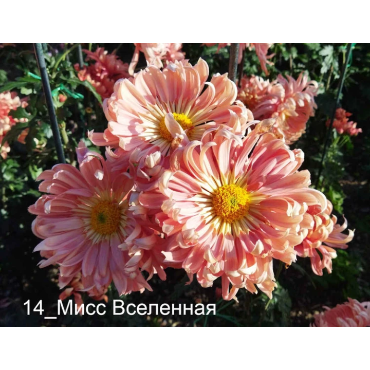 МИСС ВСЕЛЕННАЯ