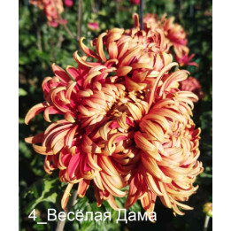 ВЕСЕЛАЯ ДАМА