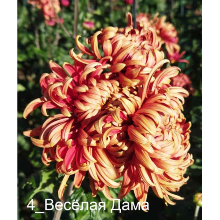 ВЕСЕЛАЯ ДАМА