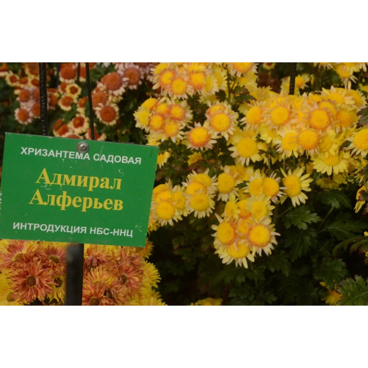 АДМИРАЛ АЛФЕРЬЕВ