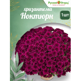 НОКТЮРН