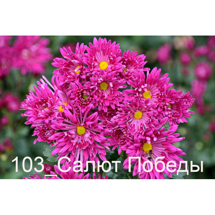 САЛЮТ ПОБЕДЫ