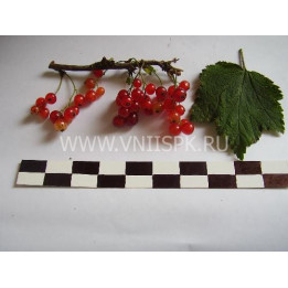 Лапландия