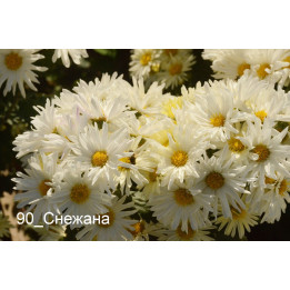СНЕЖАНА