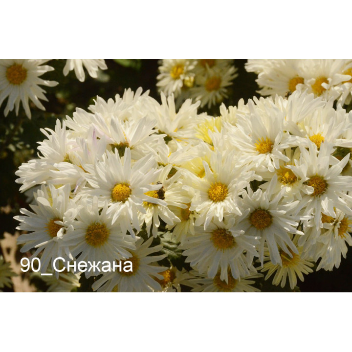 СНЕЖАНА