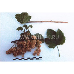 Минусинская белая