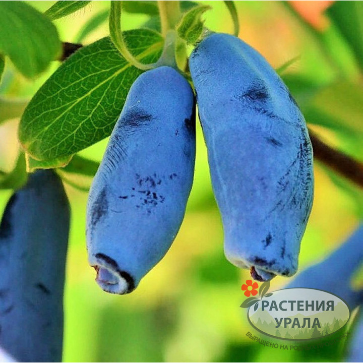 ЧЕЛЯБИНКА