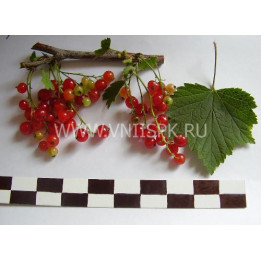 Серёжка