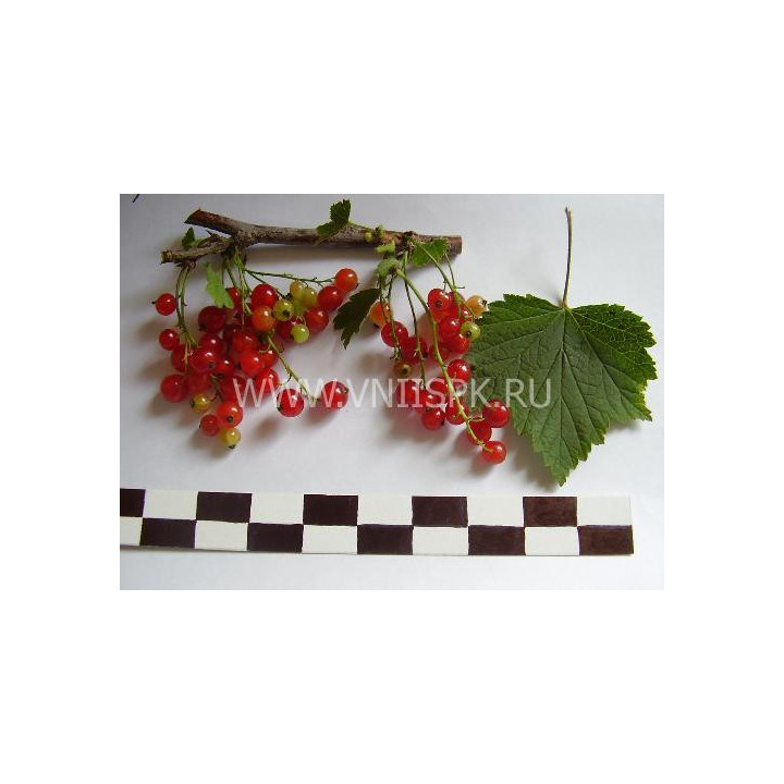 Серёжка