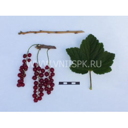 Серпантин