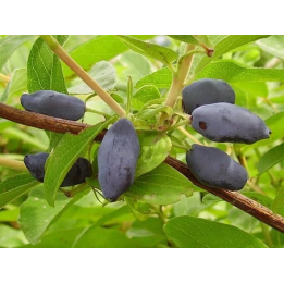 ЗАРЕЧНАЯ