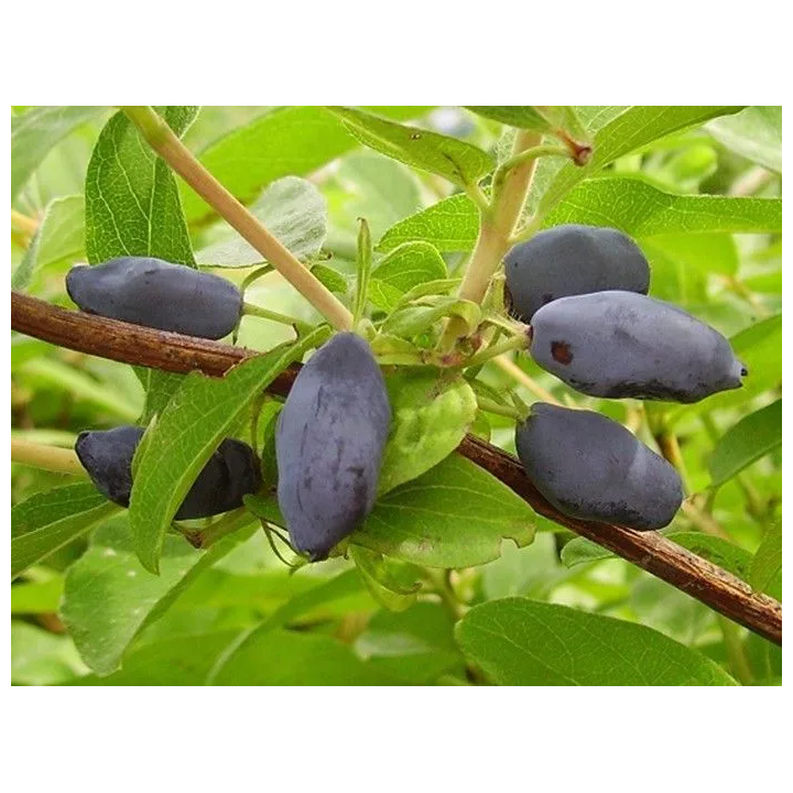 ЗАРЕЧНАЯ