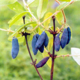 ЛАУРА